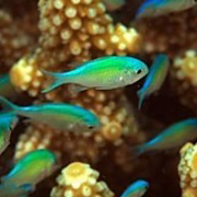 thử tài tinh mắt 