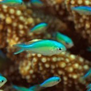 thử tài tinh mắt 