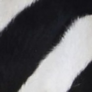 thử tài tinh mắt 