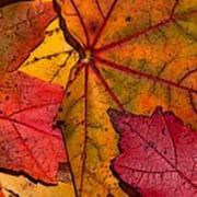 thử tài tinh mắt 