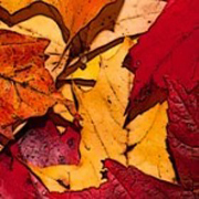 thử tài tinh mắt 