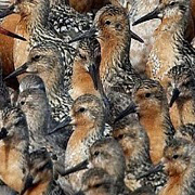 thử tài tinh mắt 