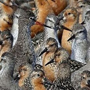 thử tài tinh mắt 