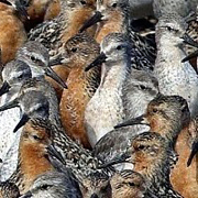 thử tài tinh mắt 