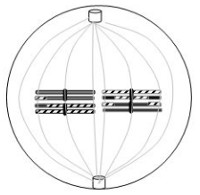 Đề thi thử đại học môn sinh 