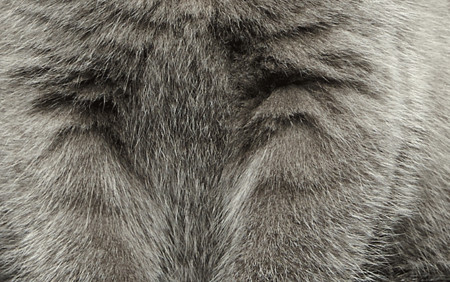 Nhìn lông đoán chó hay mèo 