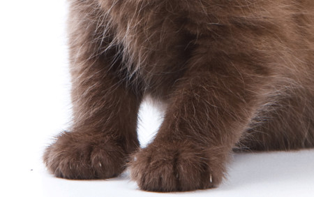 nhìn lông đoán chó hay mèo 