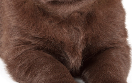 Nhìn hình đoán chó hay mèo 