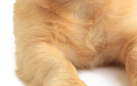 nhìn lông đoán chó hay mèo 