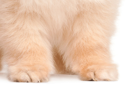 Nhìn lông đoán chó hay mèo 