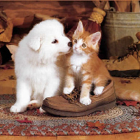 Chỉ nhìn lông liệu bạn có đoán được đâu là chó, đâu là mèo?