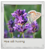 Chọn hoa mùa hè để xác định tính hướng ngoại của bạn