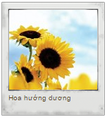 Chọn hoa mùa hè để xác định tính hướng ngoại của bạn