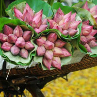 Chọn hoa mùa hè để xác định tính hướng ngoại của bạn