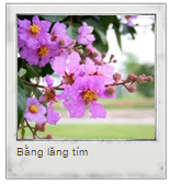 Chọn hoa mùa hè để xác định tính hướng ngoại của bạn