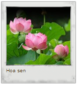 Chọn hoa mùa hè để xác định tính hướng ngoại của bạn