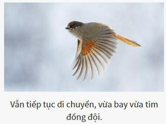 Bạn là vị chúa tể nào của thế giới hoang dã?