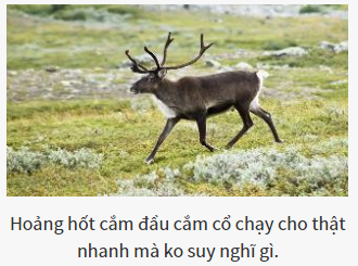 Bạn là vị chúa tể nào của thế giới hoang dã?