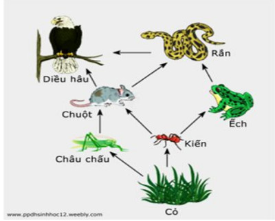 Đề thi thử đại học môn sinh 