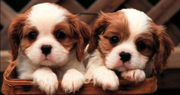 Học tiếng Anh qua truyện