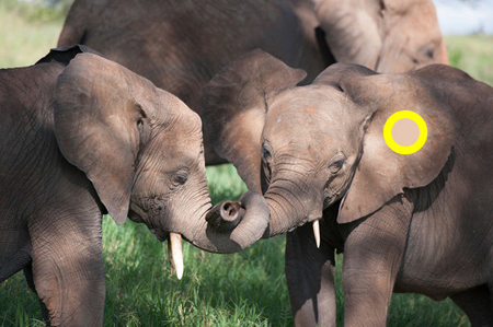 Phân biệt màu sắc 