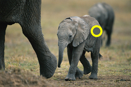 phân biệt màu sắc 