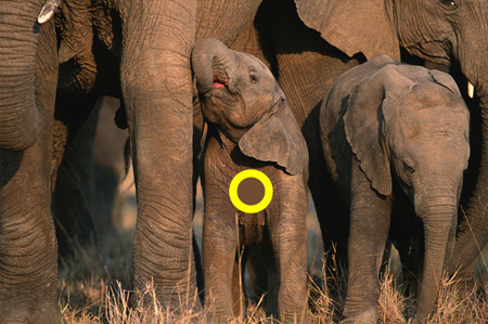 phân biệt màu sắc 