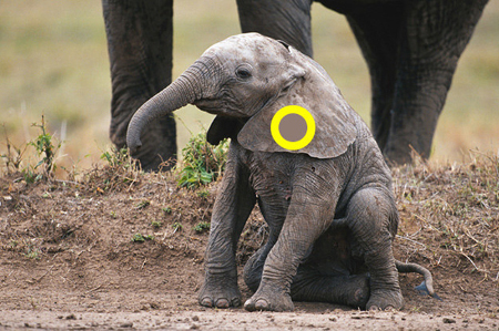 phân biệt màu sắc 