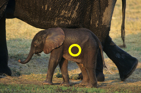 phân biệt màu sắc 