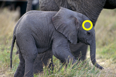 phân biệt màu sắc 