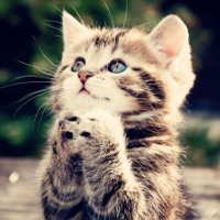 Không phân biệt nổi màu da mấy con voi này thì đích thị mắt toét rồi!