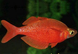 toán lớp 1- các số 1, 2, 3, 4, 5