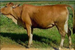 Toán lớp 1 - các số 1, 2, 3, 4, 5