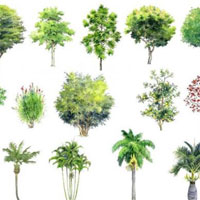 Giáo án Tự nhiên xã hội 2 bài 25