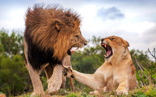 Trắc nghiệm tính cách