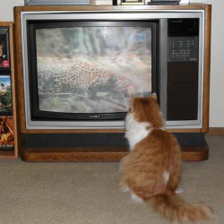 bai-tap-trac-nghiem-ve-dau-hieu-nhan-biet-va-cach-dung-thi-qua-khu-tiep-dien-de-so-2