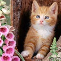 15 câu đố dành cho trẻ con nhưng vô cùng hại não với người lớn