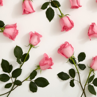 Luyện nghe chép chính tả: Growing Roses