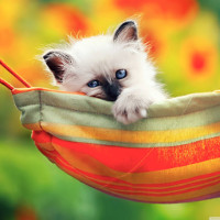 Kiểm tra độ tinh mắt và tư duy trừu tượng của bạn qua 7 bức tranh dưới đây!