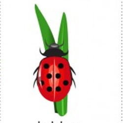 flashcard-cho-be-chu-de-mua-xuan