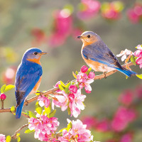 Flashcard cho bé - Chủ đề Mùa Xuân