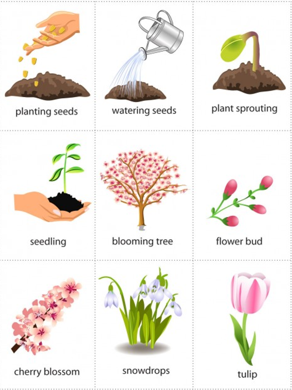 Flashcards for Kids chủ đề mùa xuân