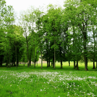 Luyện nghe chép chính tả: Trees in the Forest