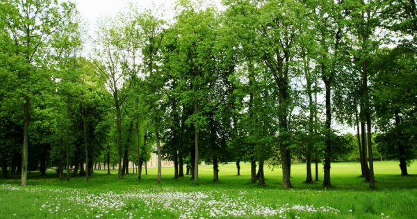Luyện nghe tiếng Anh Luyện nghe chép chính tả: Trees in the Forest