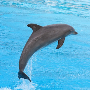 bai-tap-ngu-phap-tieng-anh-co-ban-thi-hien-tai-hoan-thanh-va-cach-su-dung-since-for