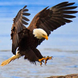 bai-tap-ngu-phap-tieng-anh-co-ban-thi-hien-tai-hoan-thanh-va-cach-su-dung-since-for