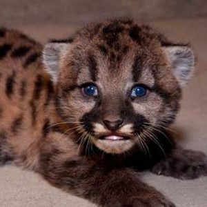 bai-tap-ngu-phap-tieng-anh-co-ban-thi-hien-tai-hoan-thanh-va-cach-su-dung-since-for