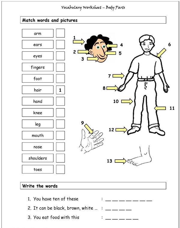 Từ vựng các bộ phận trong cơ thế người Tiếng Anh