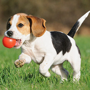 flashcard-cho-be-chu-de-ten-cac-loai-dong-vat