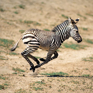 flashcard-cho-be-chu-de-ten-cac-loai-dong-vat